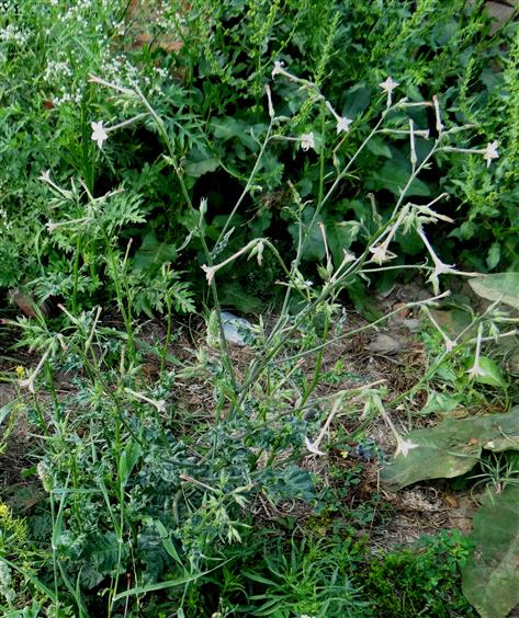 Nicotiana plumbaginifolia